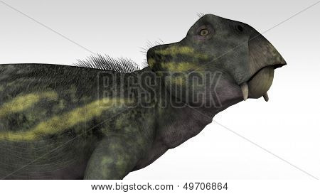 lystrosaurus isolated
