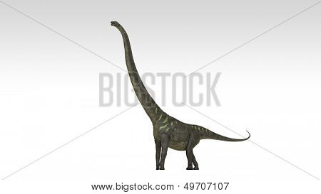 mamenchisaurus 절연