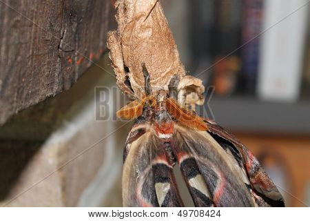 giant atlas moth