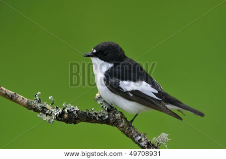 Pied Flycatcher