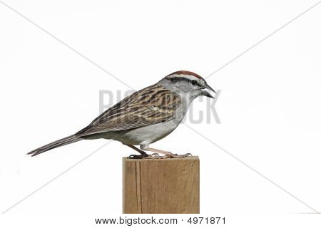 isoliert Sparrow auf eine post