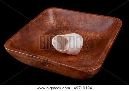 Snail Shell