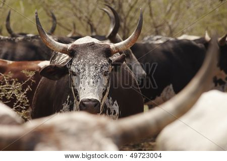 Herd of nguni cattle