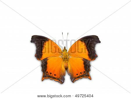 The Wizard Butterfly