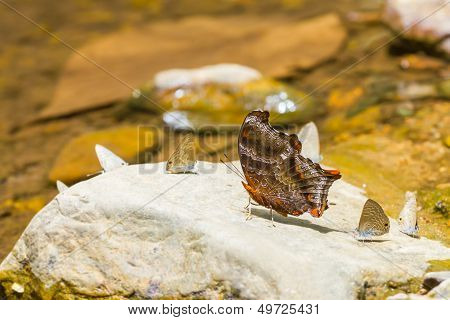 The Wizard Butterfly
