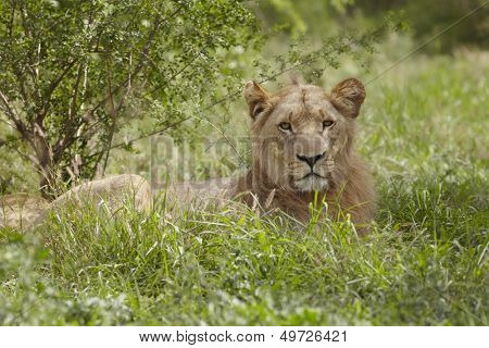 Lioness lying in African undergrowth