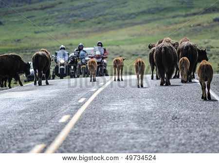 Buffalo Jam at Yellowstone