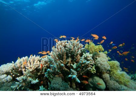 Coral Reef
