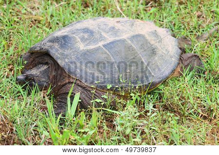 Snapping turtle