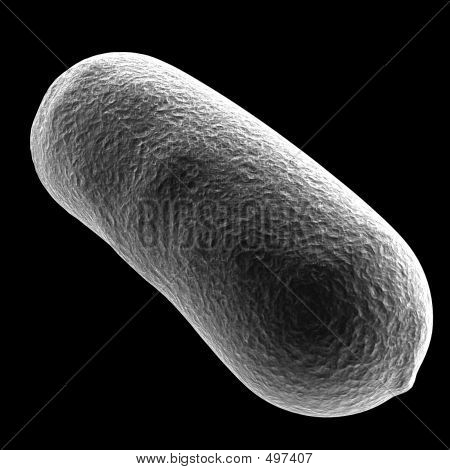 Bacillus_bacteria