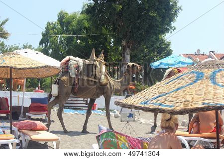 Camels walking along the beach