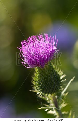Milk thistle in all its glory , close up