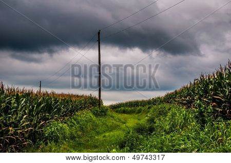 Storm Clouds Over Corn Fields And Utility Poles In Rural York County, Pennsylvania.