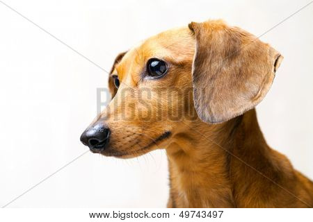 Dachshund dog