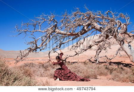 Flamenco And A Dead Tree