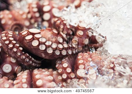 Raw Octopus