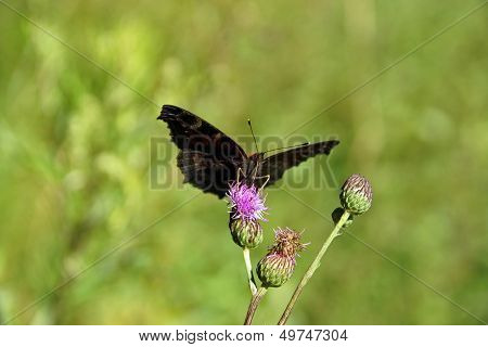 Butterfly.