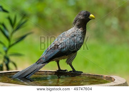 Western Grey Plantain-eater