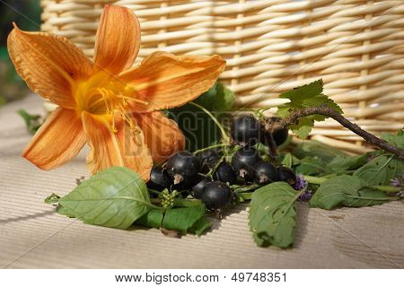 Black Currants On A Branch.