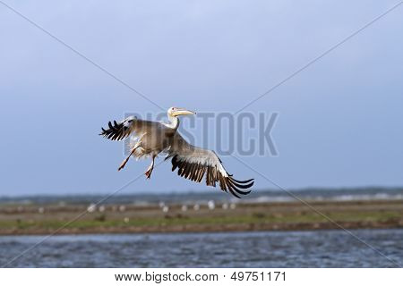 Pelecanus Onocrotalus In Flight
