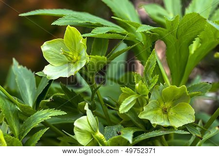 Green Macro Plant