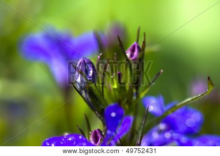 Blue Macro Plants