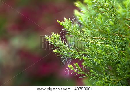 Green Needles On A Red Background