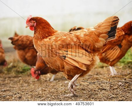 Traditional Free Range Poultry Farming