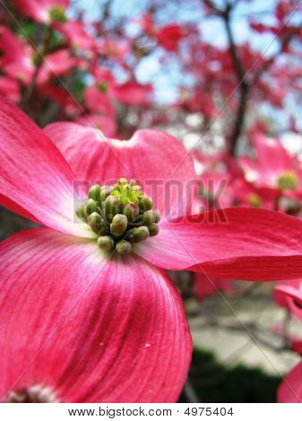 Cornouiller arbre fleur
