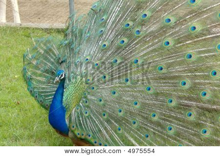 Peacock