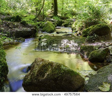 Forest Stream