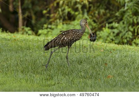 Limkin Water Bird (aramus Guarauna)