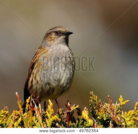 Dunnock (Hedge Sparrow)