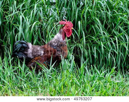 Rooster in Grass
