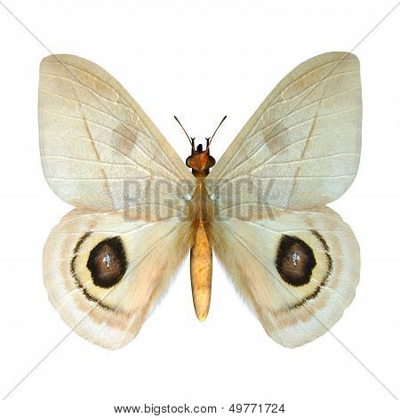Peeping Tom Butterfly