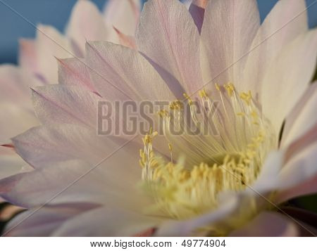 Violet Flower Of Cactus