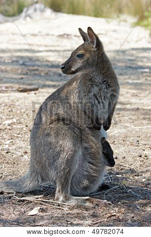 Bennett Wallaby, Australia