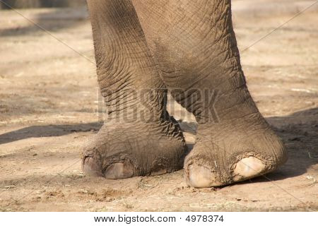 Elephantfeet