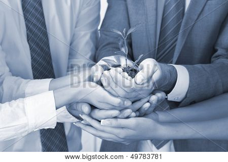 Business team holding together fresh green sprout in shades of grey closeup