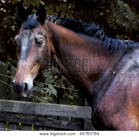 horse, лошадь