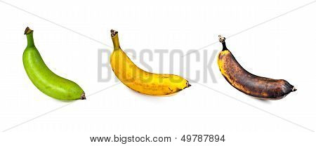 Plantain - Three Stages of Ripeness
