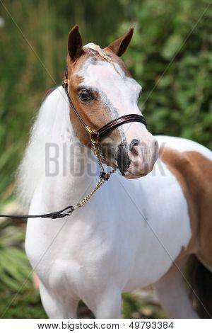 Mottle Miniature Horse In The Garden