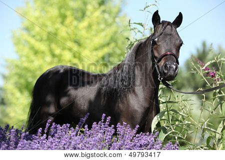 Black Miniature Horse Behind Purple Flowers