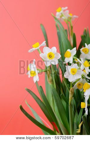 narcissus blooming