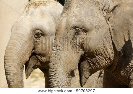 Elephants