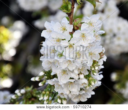 Blossom Cherry Tree