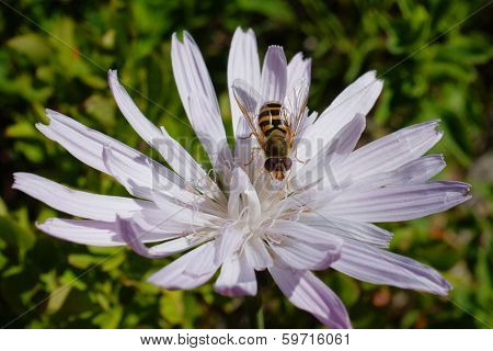 syrphid on wildflower in 