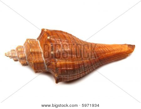 concha do mar