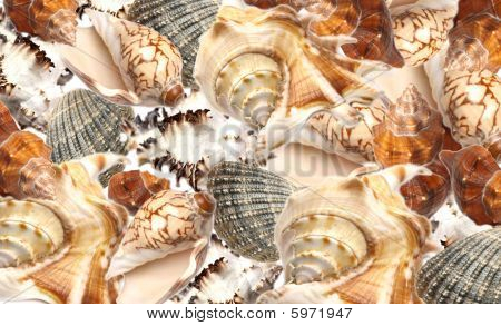 fundo de conchas do mar
