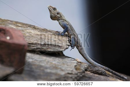 Blue Lizard